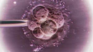 ivf_embryo_lav